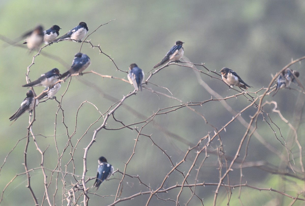 Ластівка сільська - ML647730328
