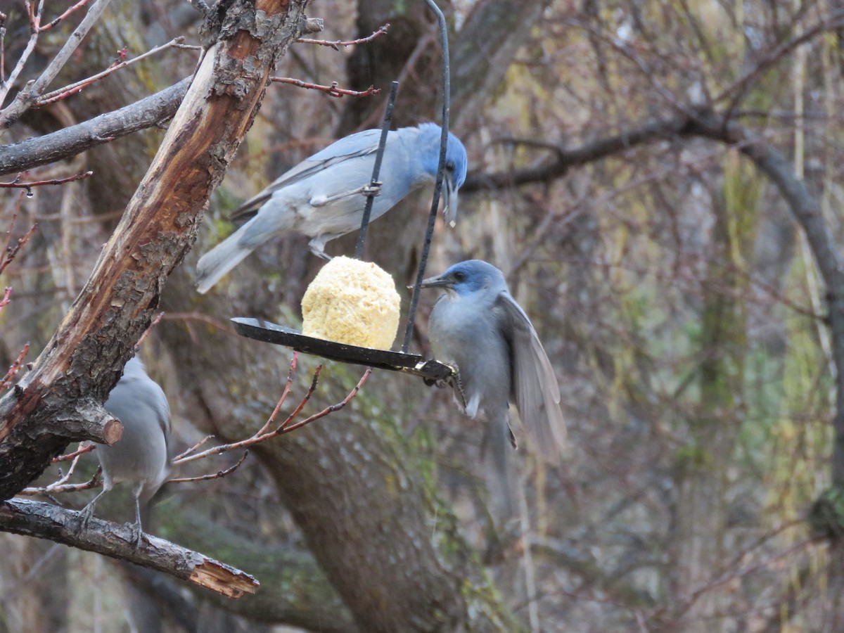 Chara Piñonera - ML647730342