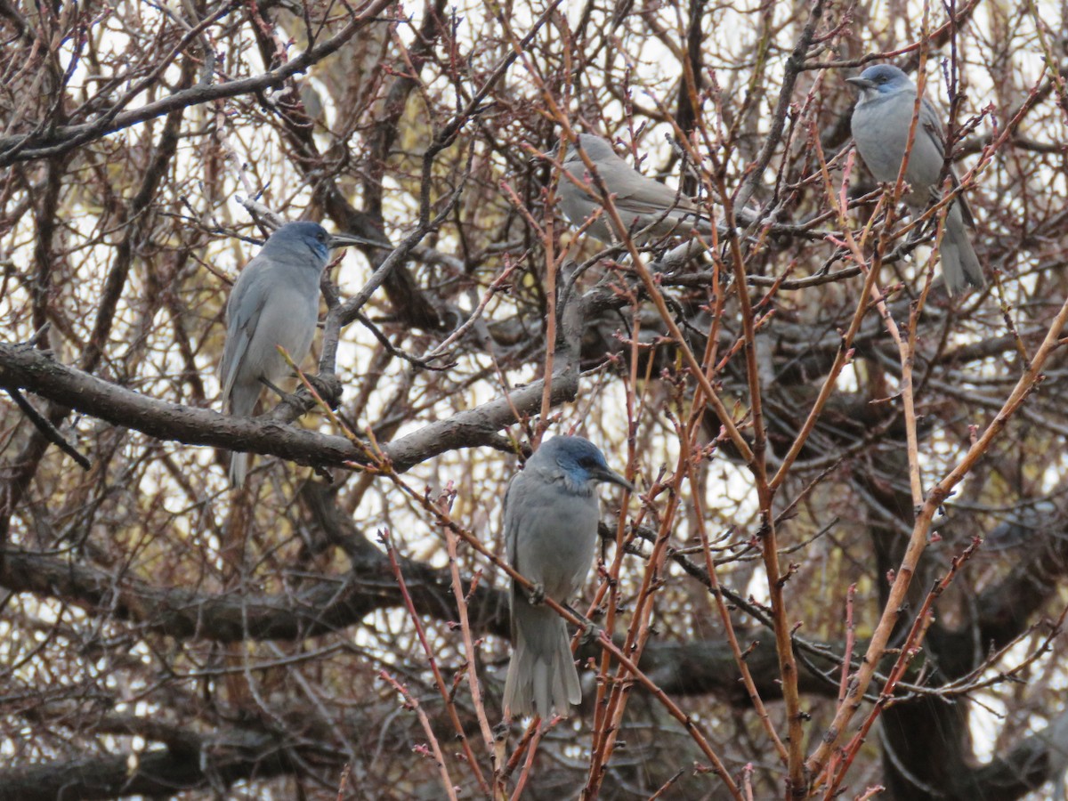 Chara Piñonera - ML647730343