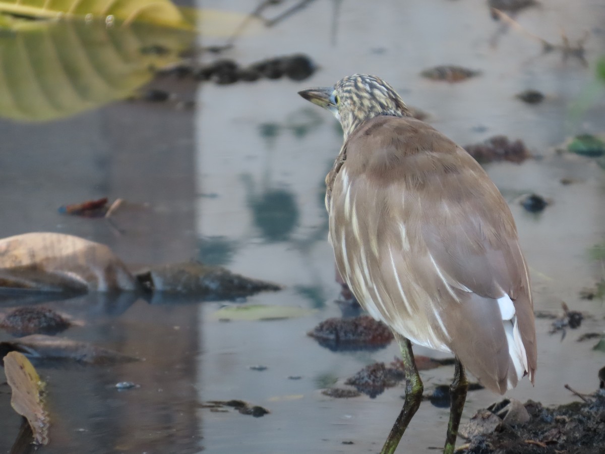 Indian Pond-Heron - ML647730368