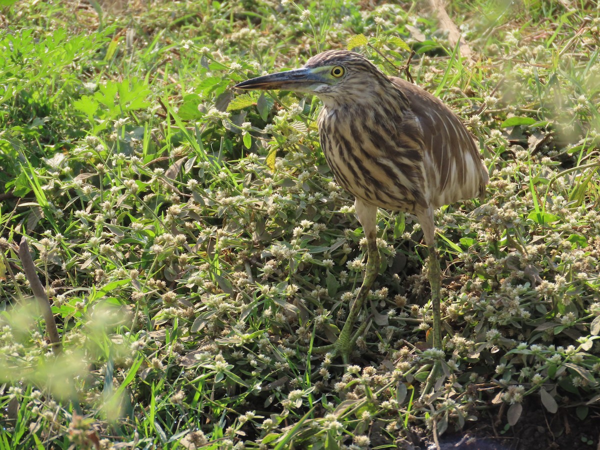 Indian Pond-Heron - ML647730369