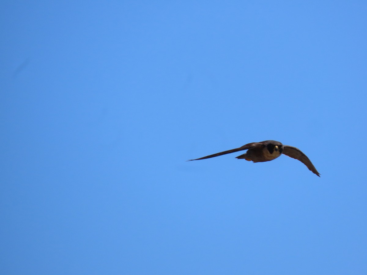 Australian Hobby - ML647730370