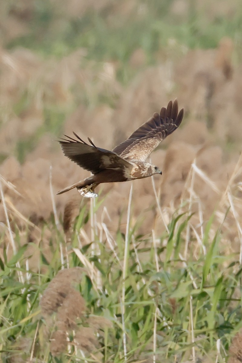 Eastern Marsh Harrier - ML647730378
