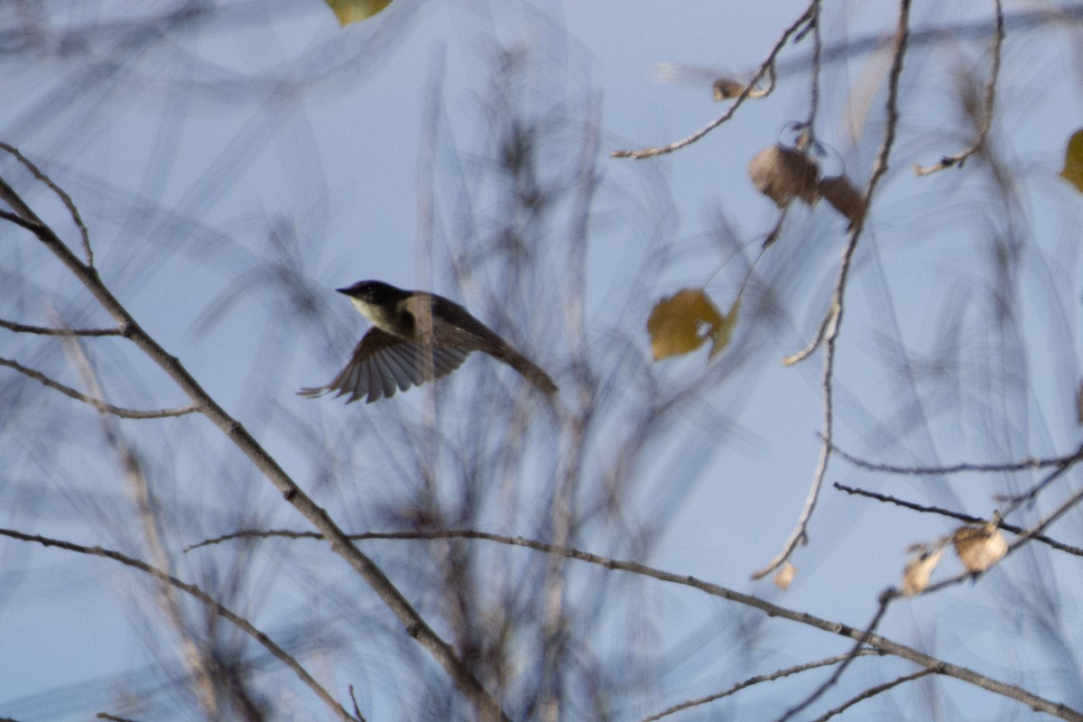 Eastern Phoebe - ML647730384
