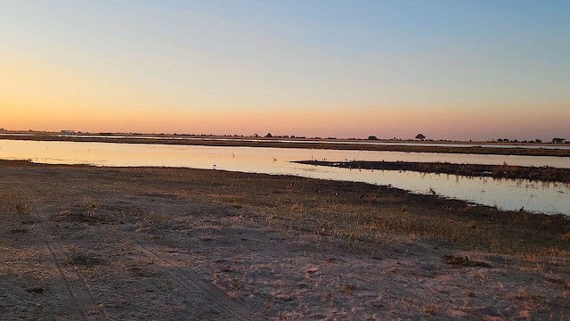 Косар африканський - ML647730422