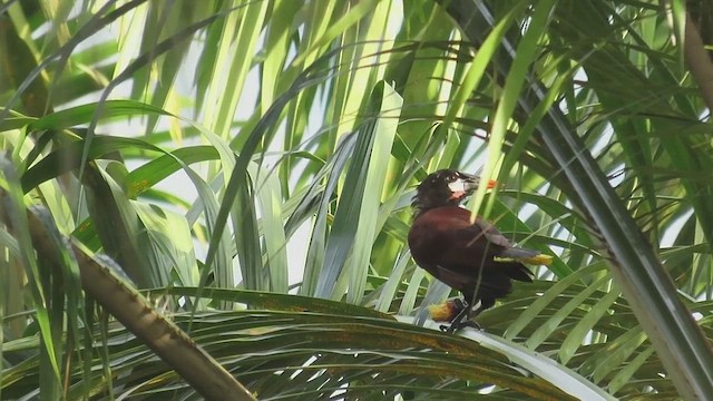 Конота панамська - ML647730423