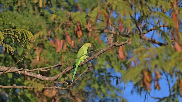 halsbåndparakitt - ML647730439