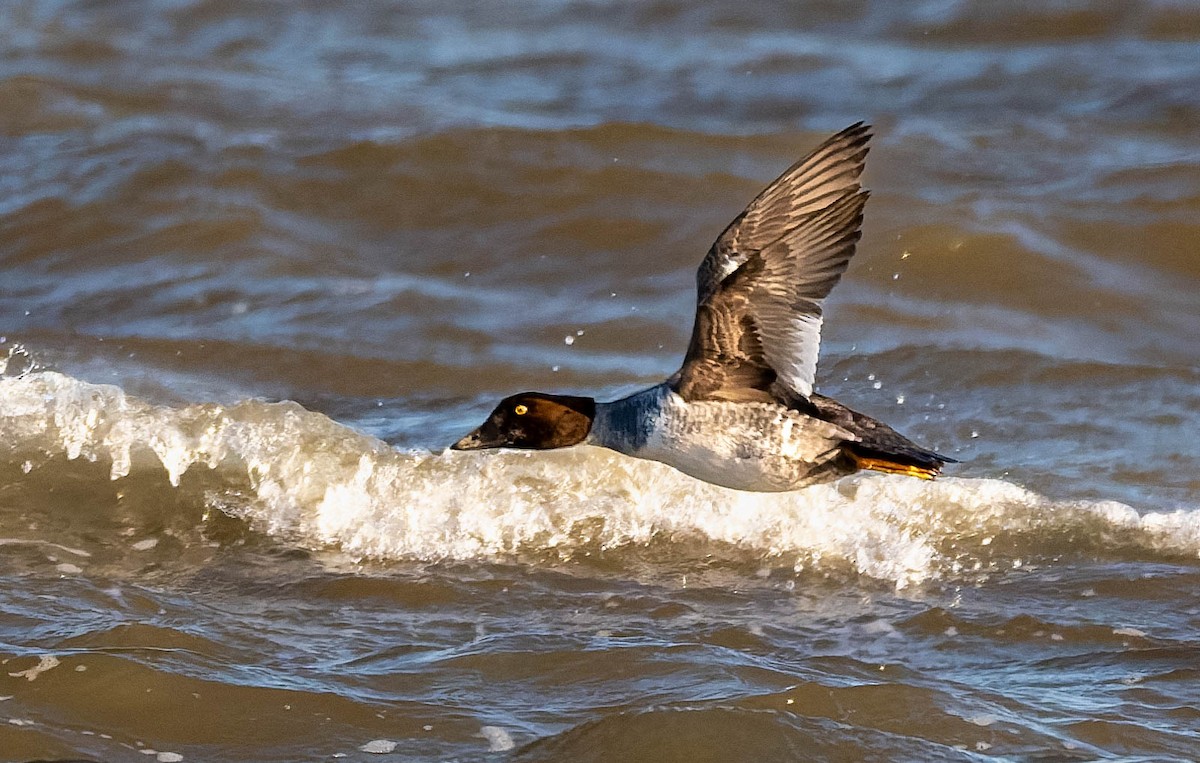 kvinand - ML647730469