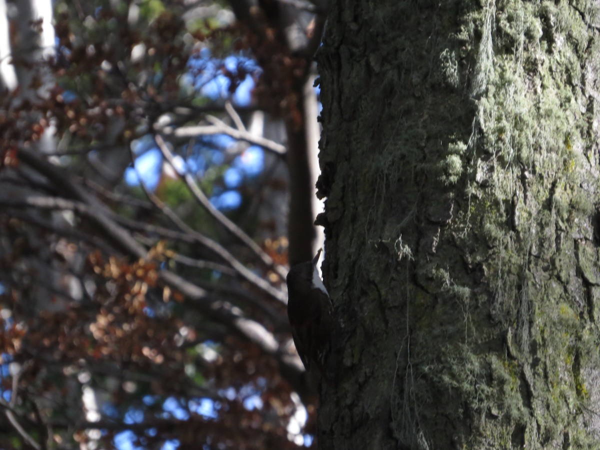 White-throated Treerunner - ML647730485