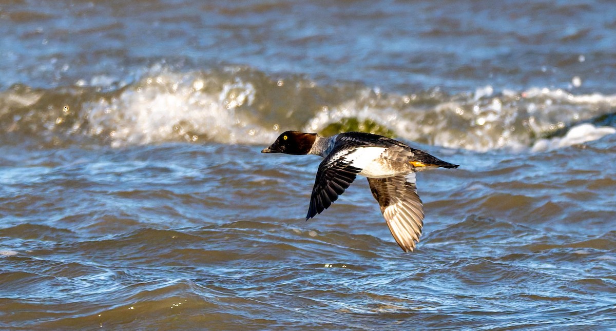 kvinand - ML647730487