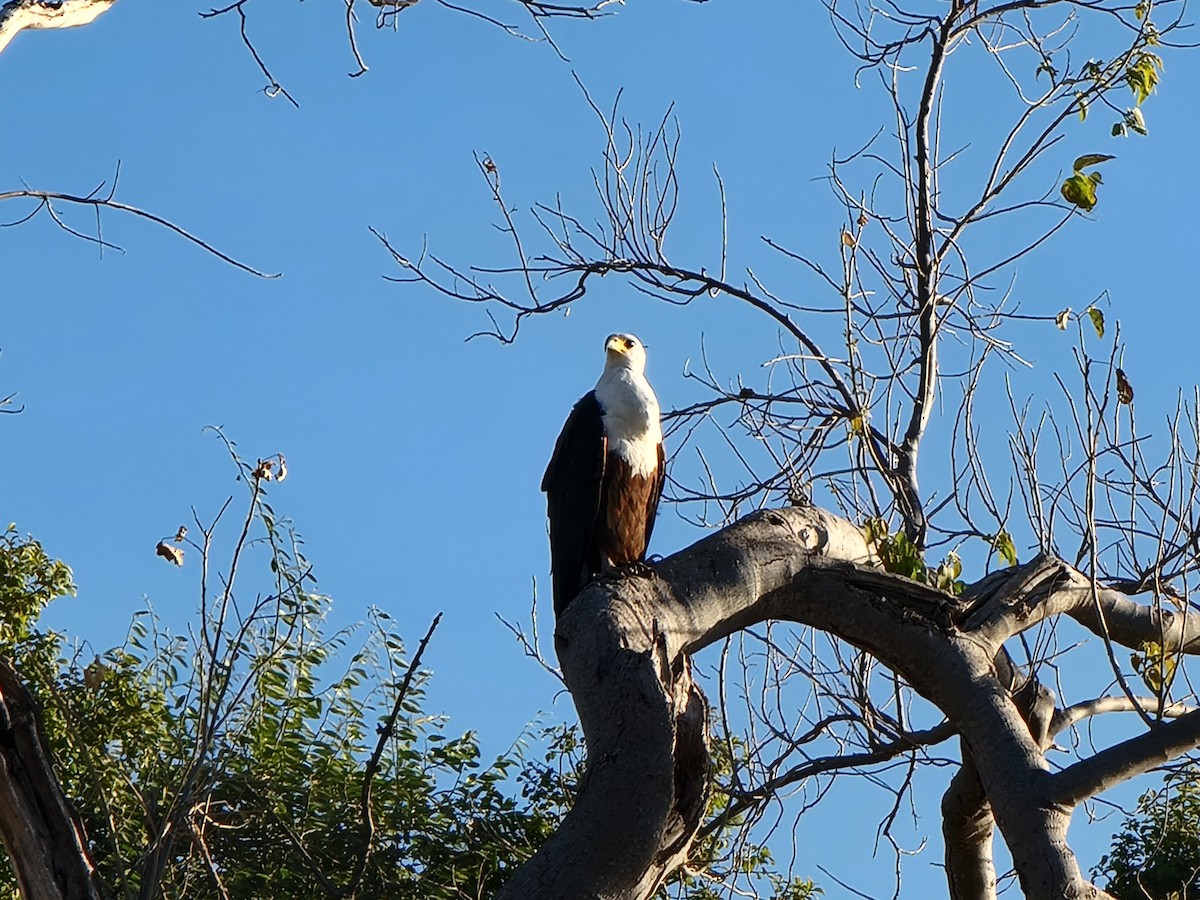 flodørn - ML647730508