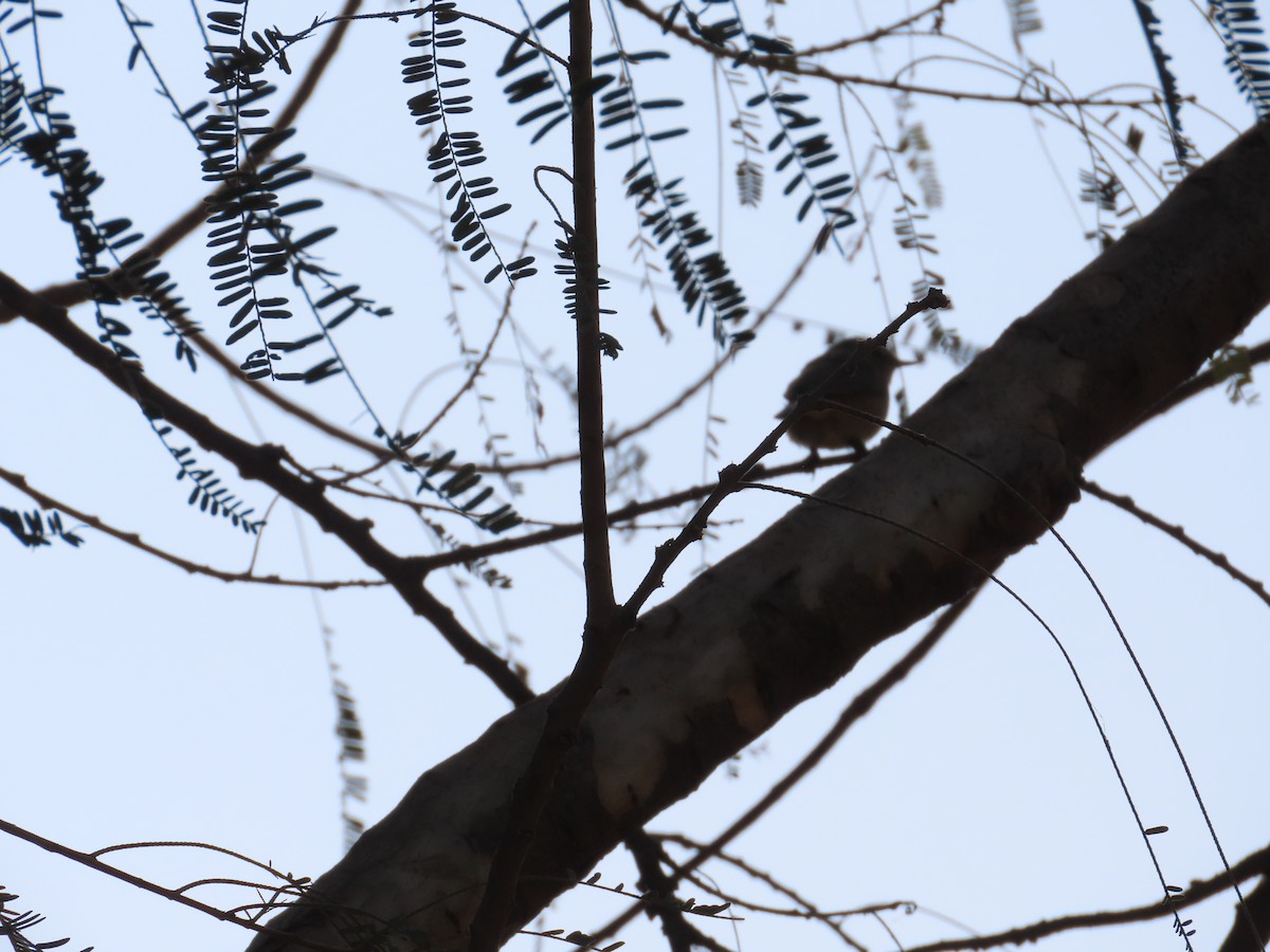 dvergfluesnapper - ML647730512