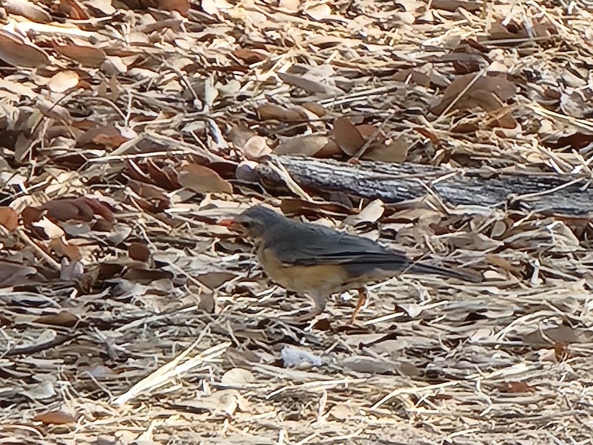 rødflanketrost - ML647730513