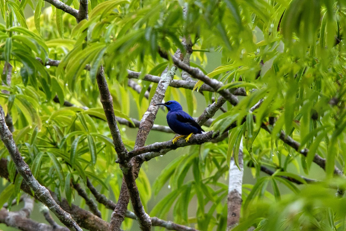 purpurhonningkryper - ML647730514