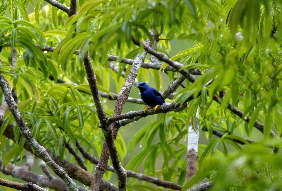 purpurhonningkryper - ML647730515