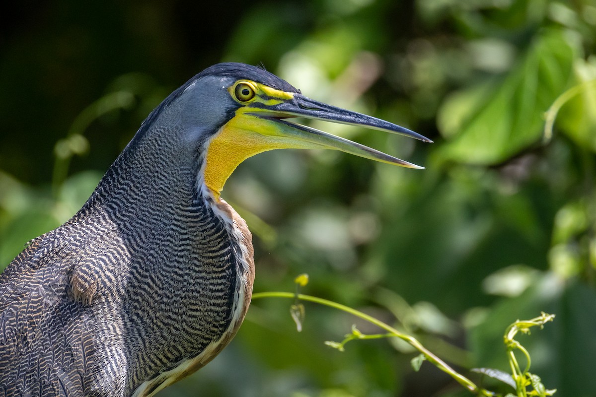 gråkinntigerhegre - ML647730516