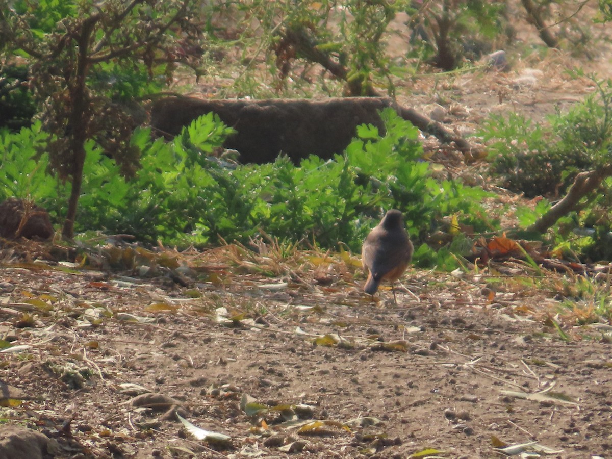 svartrødstjert - ML647730518