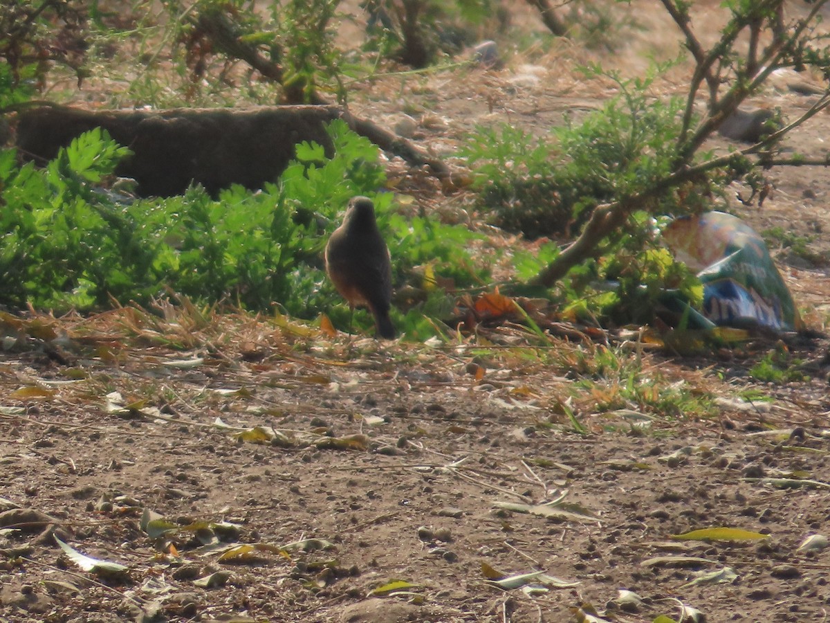 svartrødstjert - ML647730519