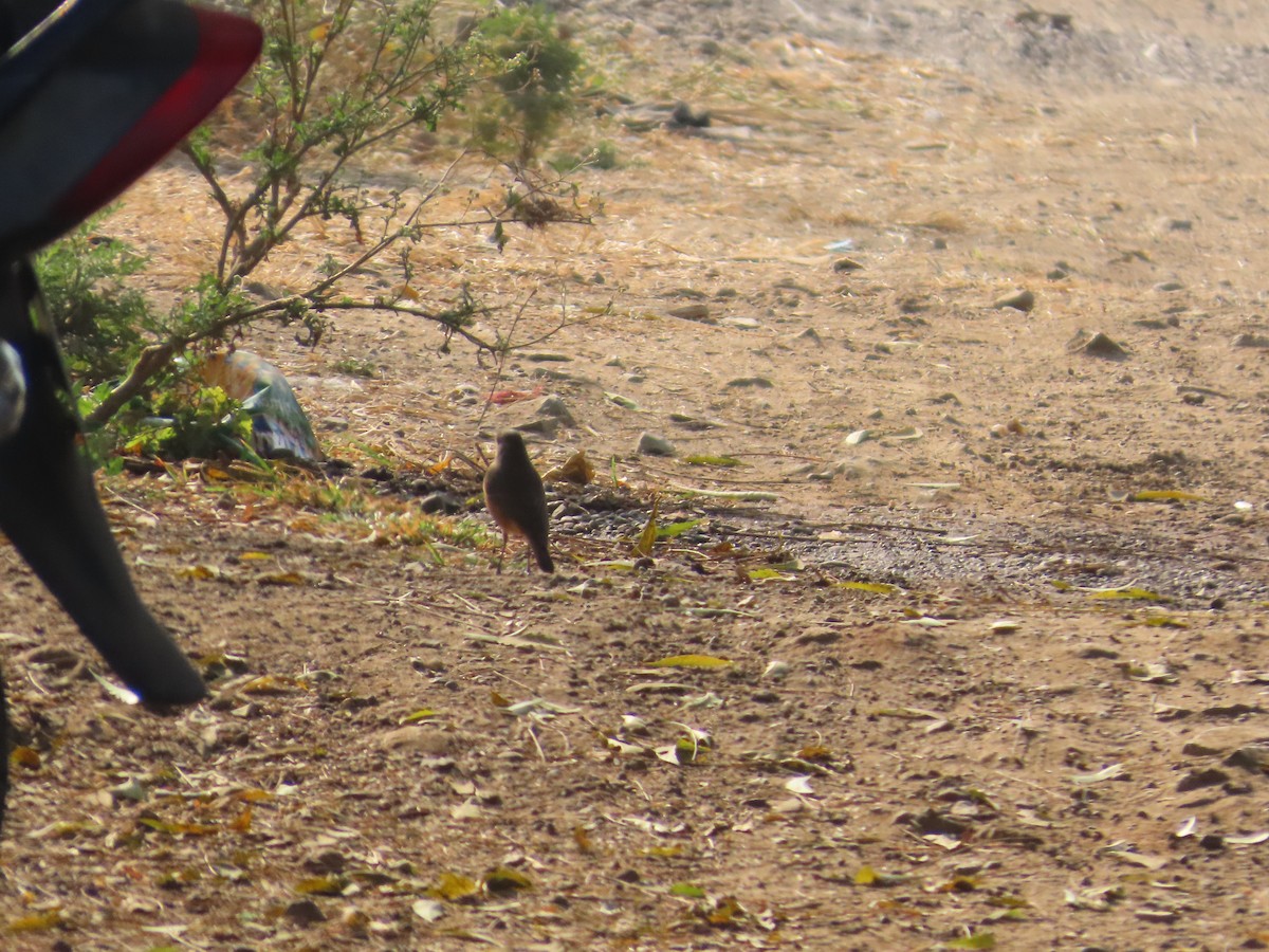 svartrødstjert - ML647730520