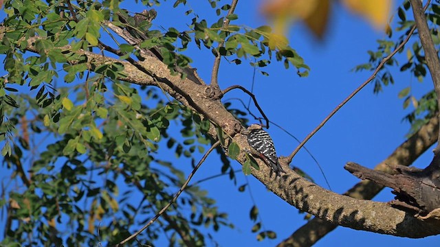 Дятел жовтогрудий - ML647730524