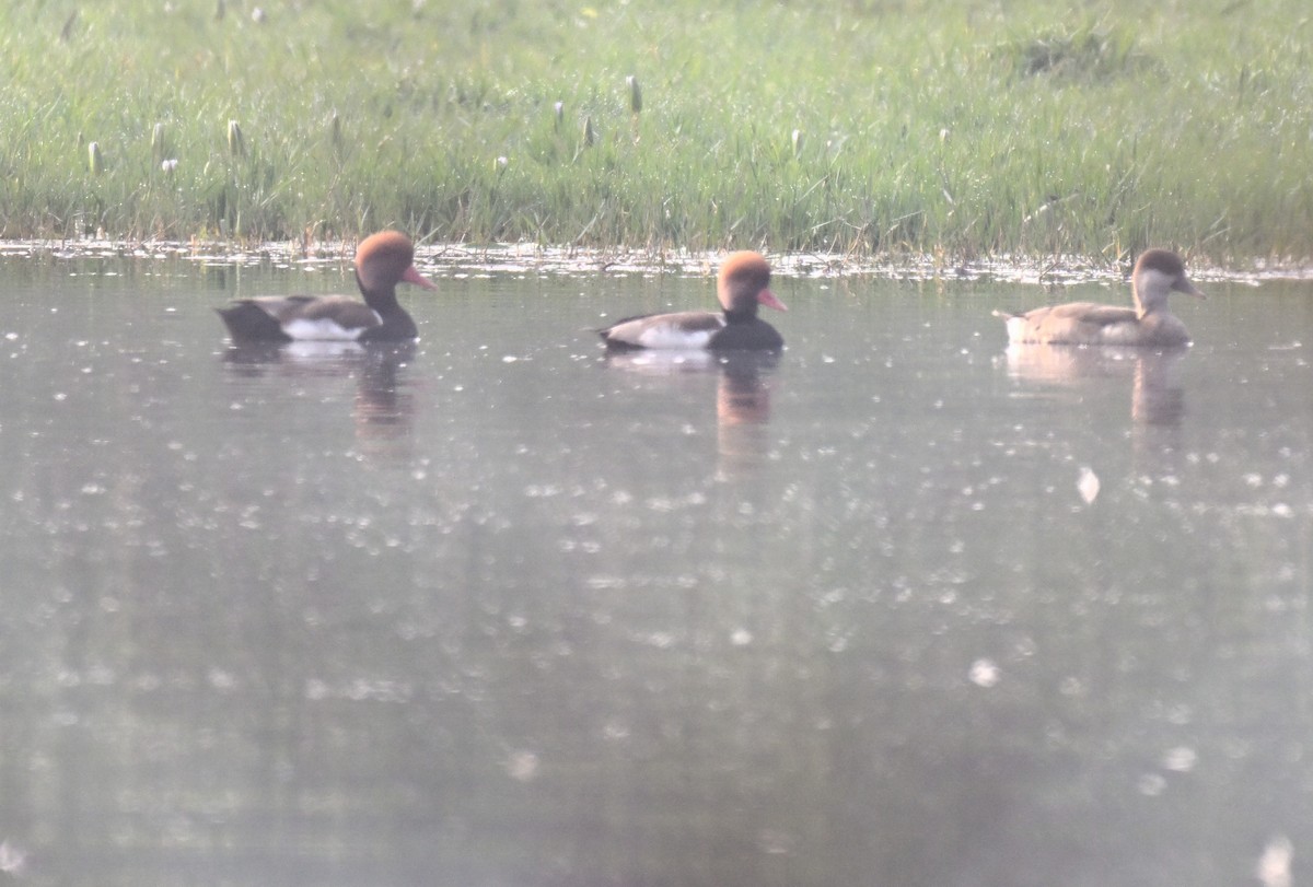 rødhodeand - ML647730526