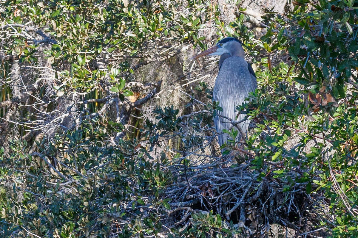 herodiashegre - ML647730528