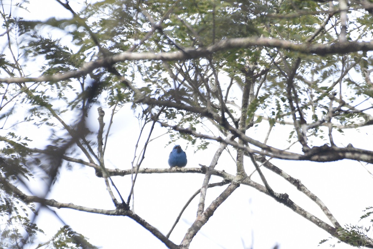 blådaknis - ML647730529