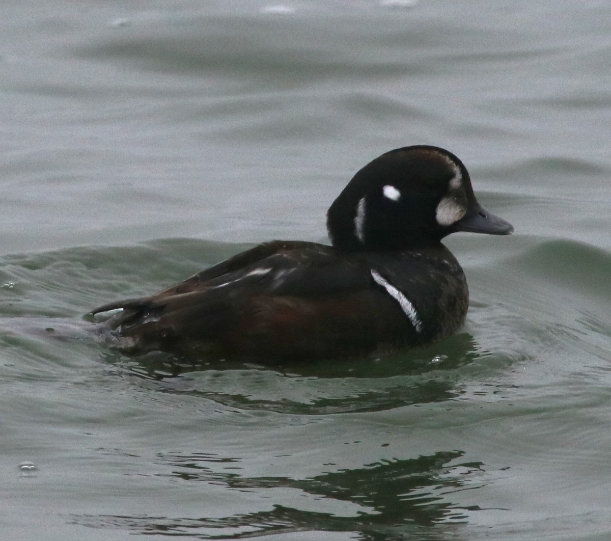 harlekinand - ML647730530