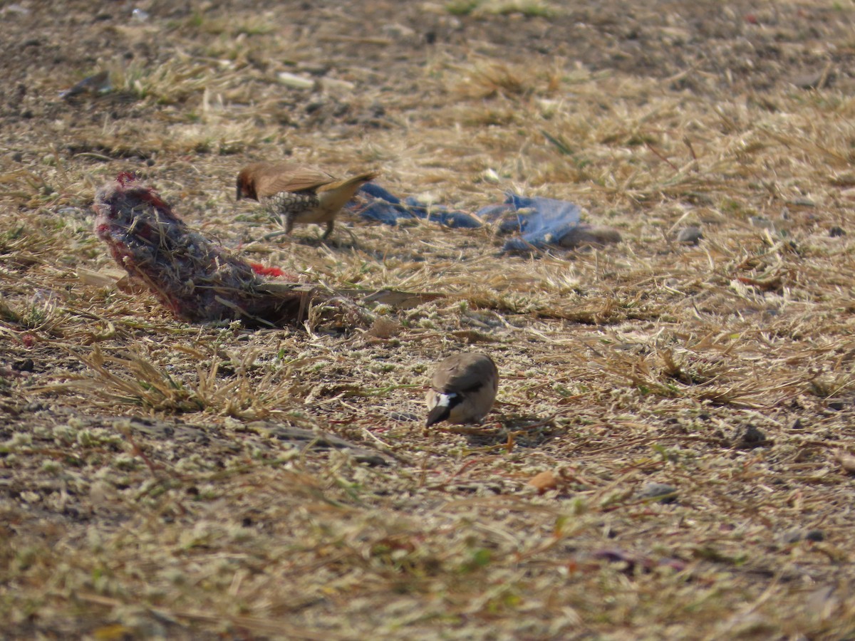 indiasølvnebb - ML647730531