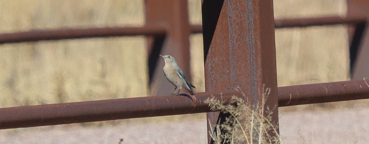 fjellblåfugl - ML647730533