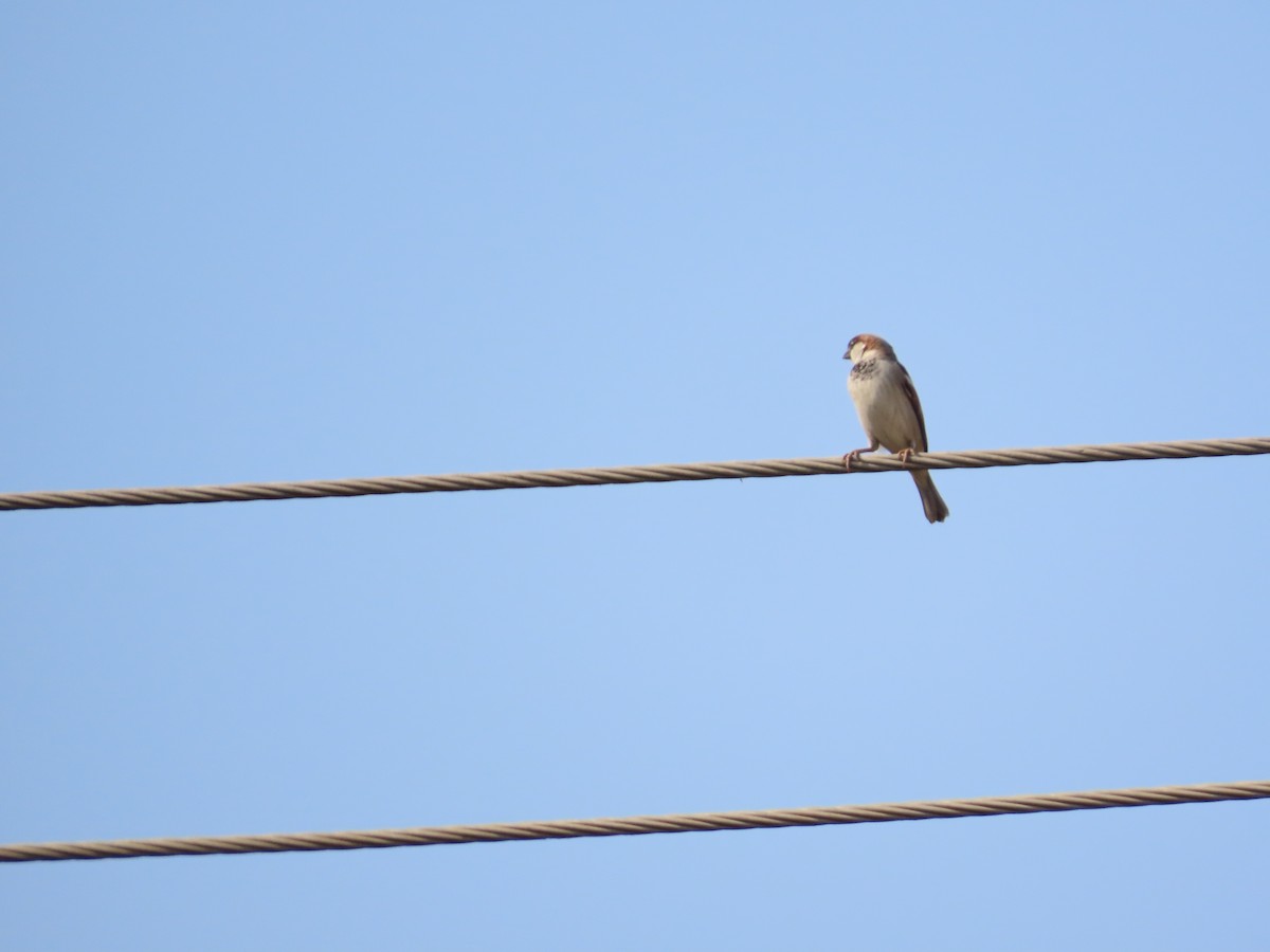 gråspurv - ML647730534