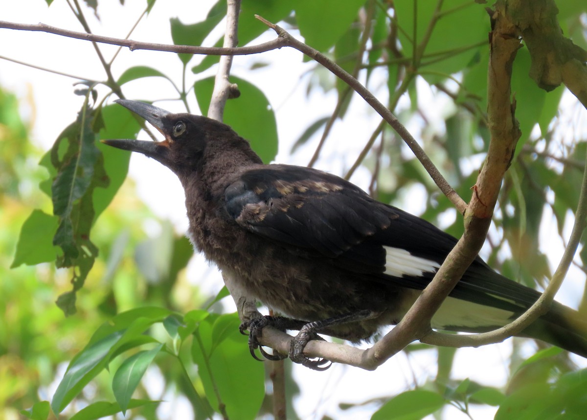 østkurrawong - ML647730535