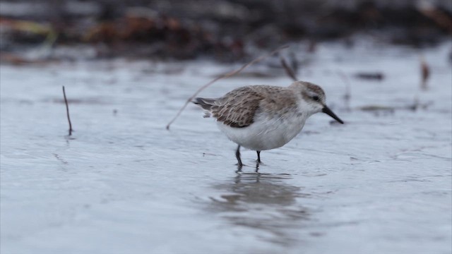 Побережник рудоголовий - ML647730540