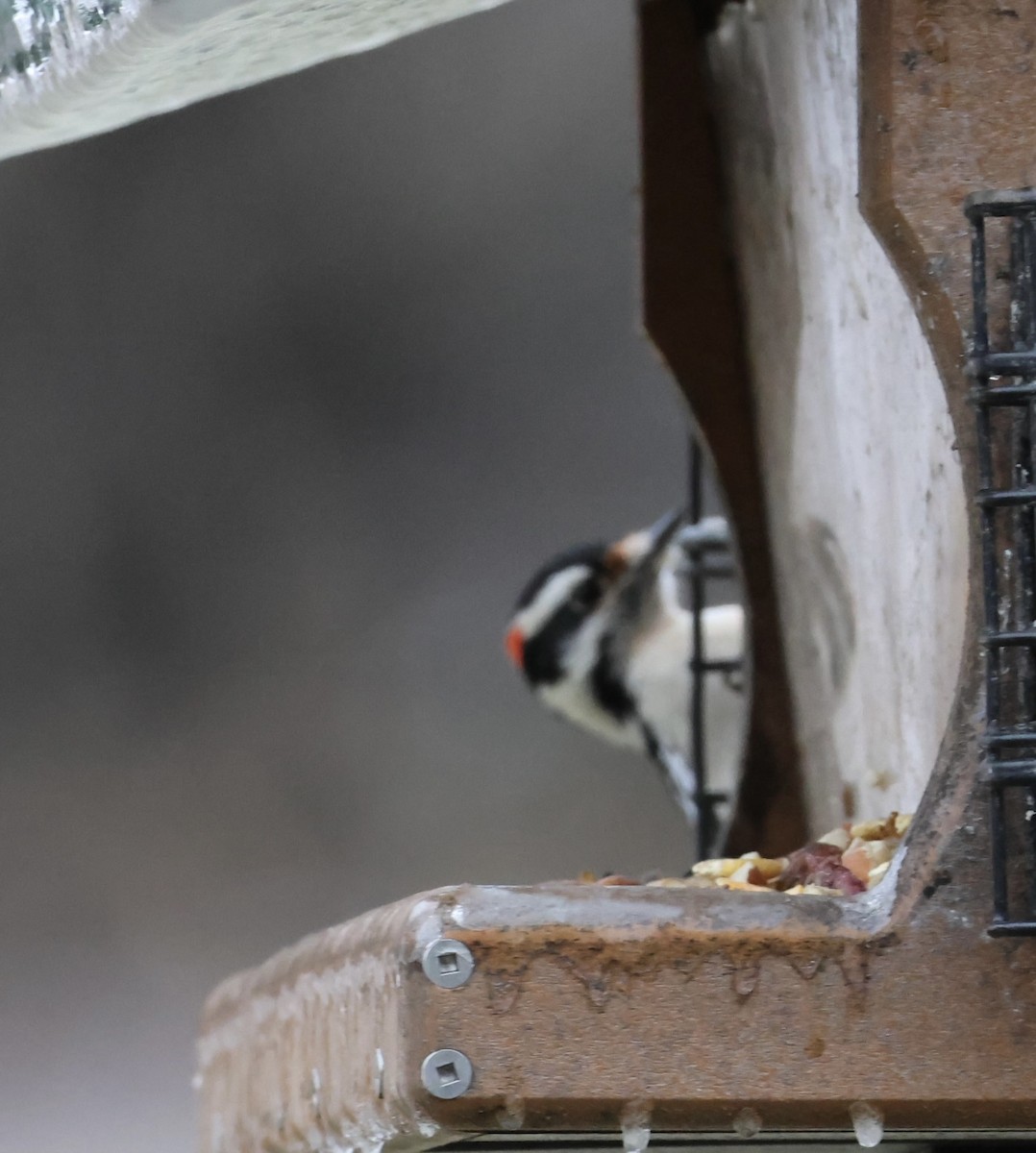 dunspett - ML647730541