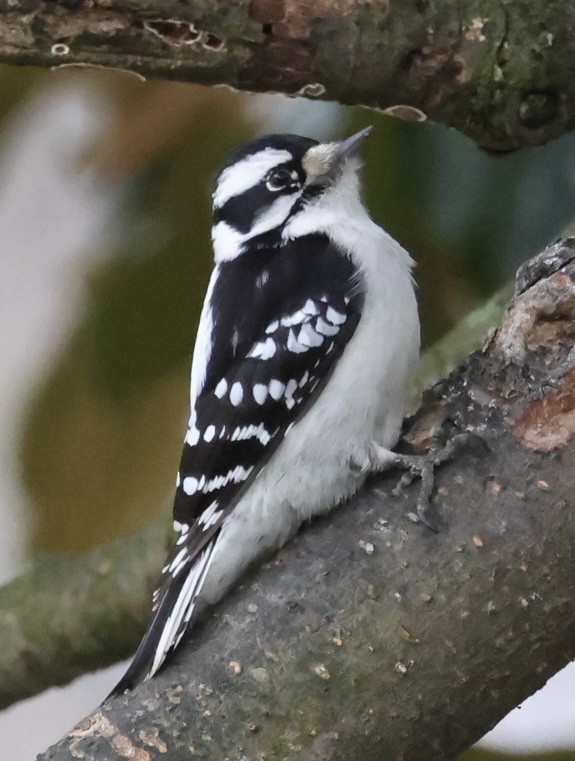 dunspett - ML647730542