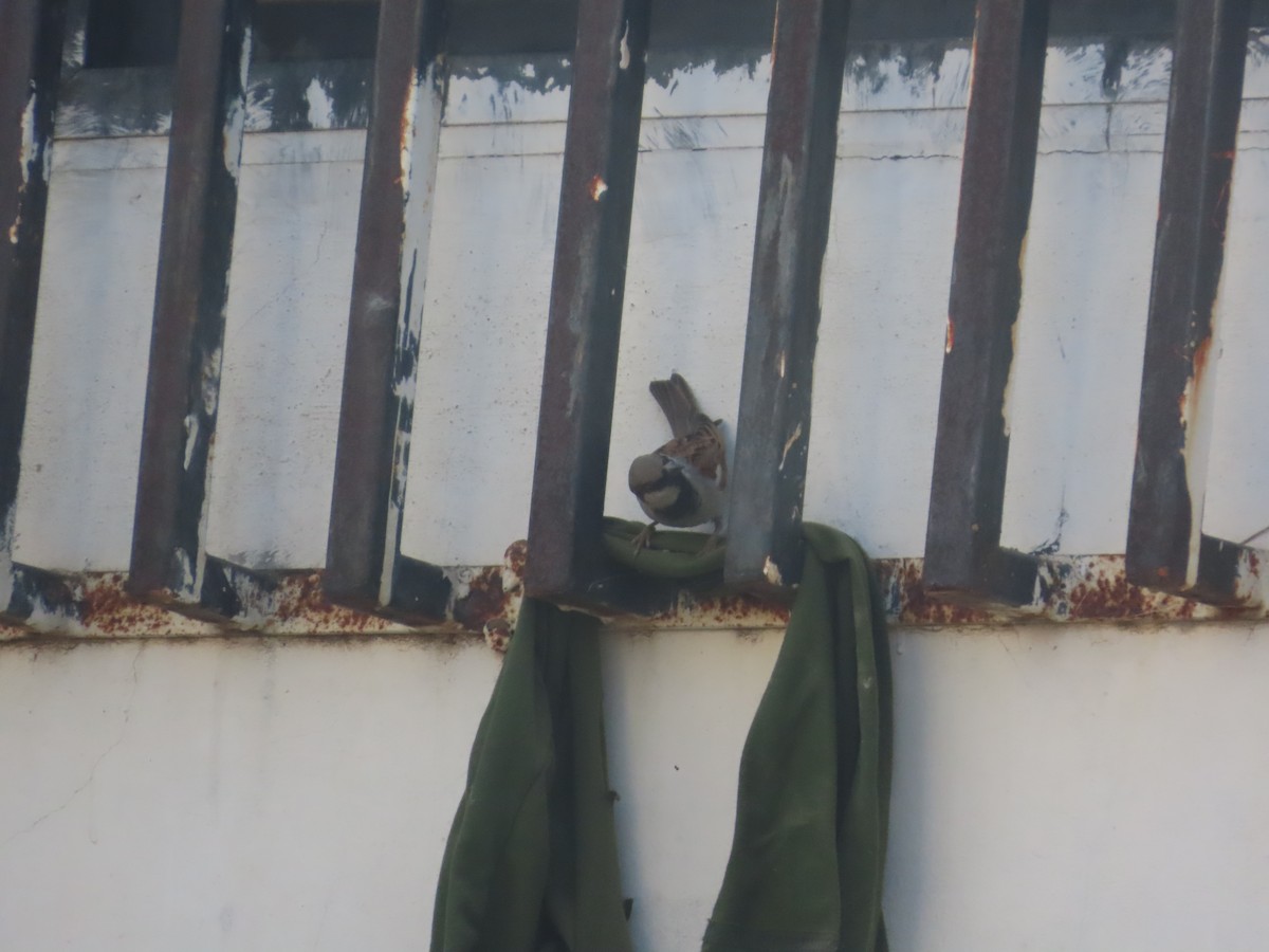 gråspurv - ML647730543