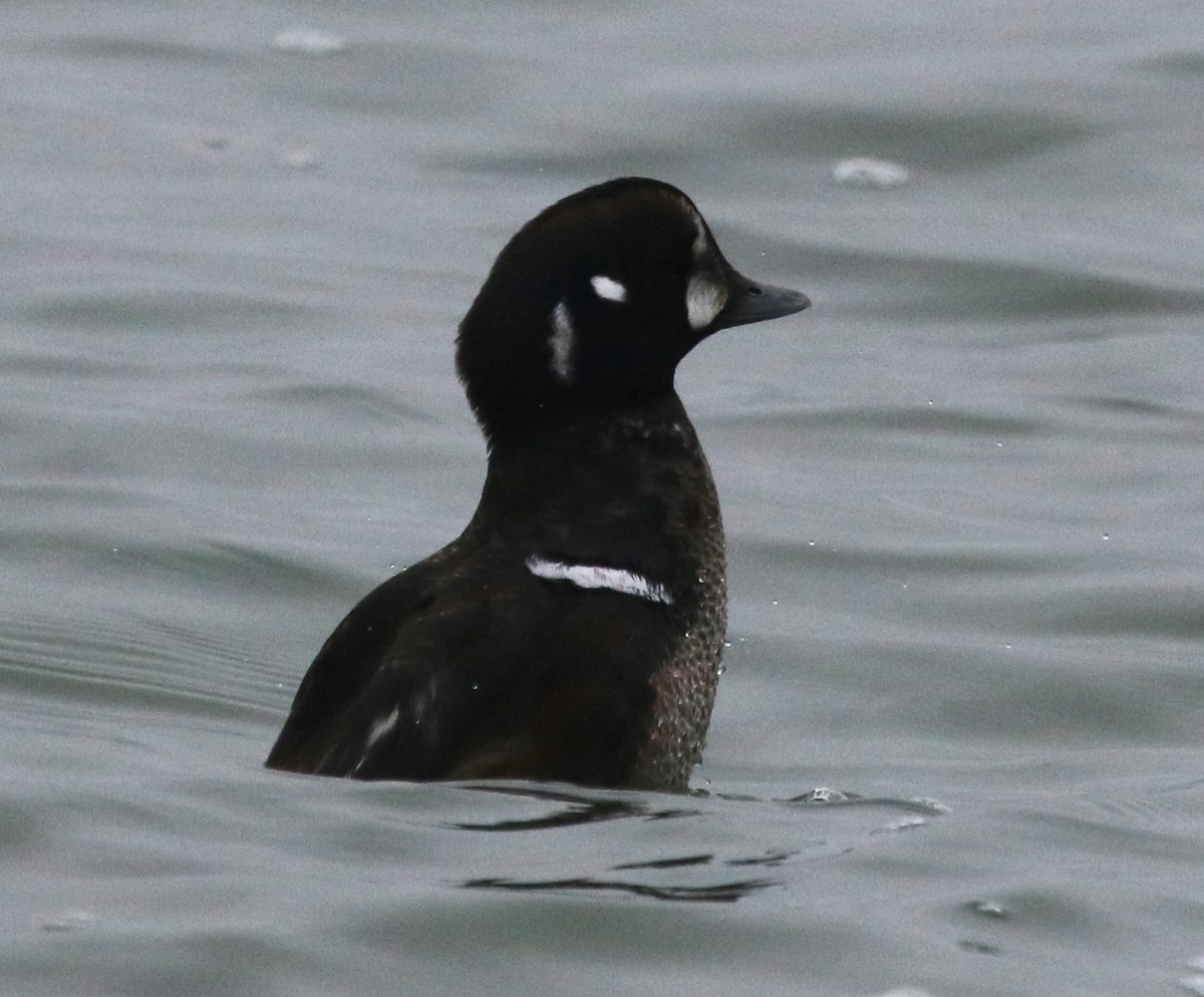 harlekinand - ML647730545