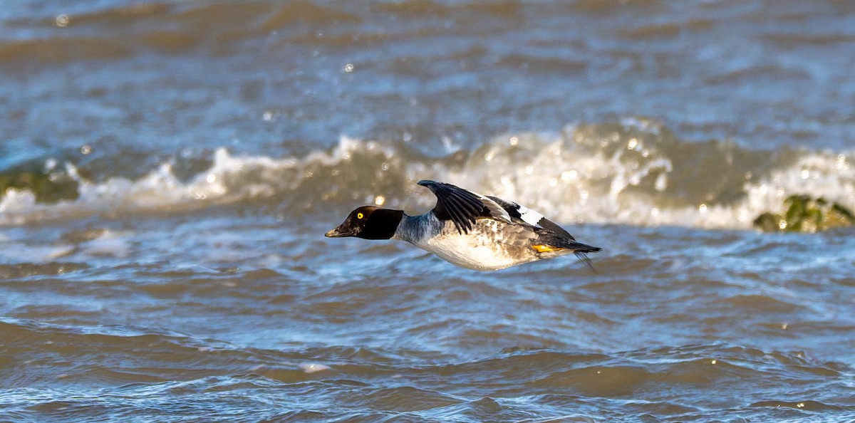 kvinand - ML647730548