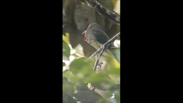 Бджолоїдка рожевоголова - ML647730555