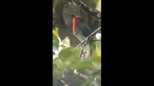 Бджолоїдка рожевоголова - ML647730556