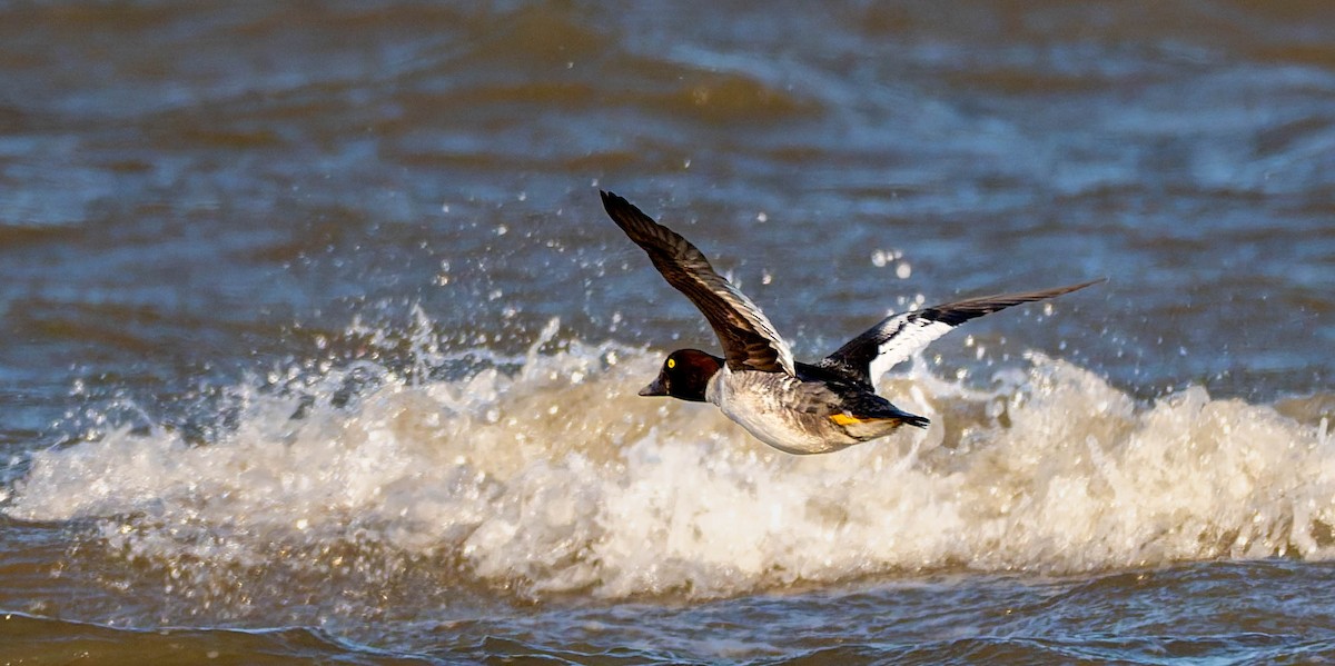 kvinand - ML647730557