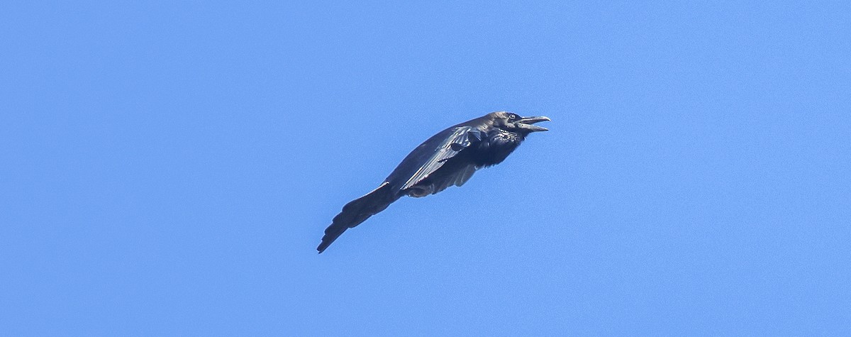 Common Raven - ML647730572