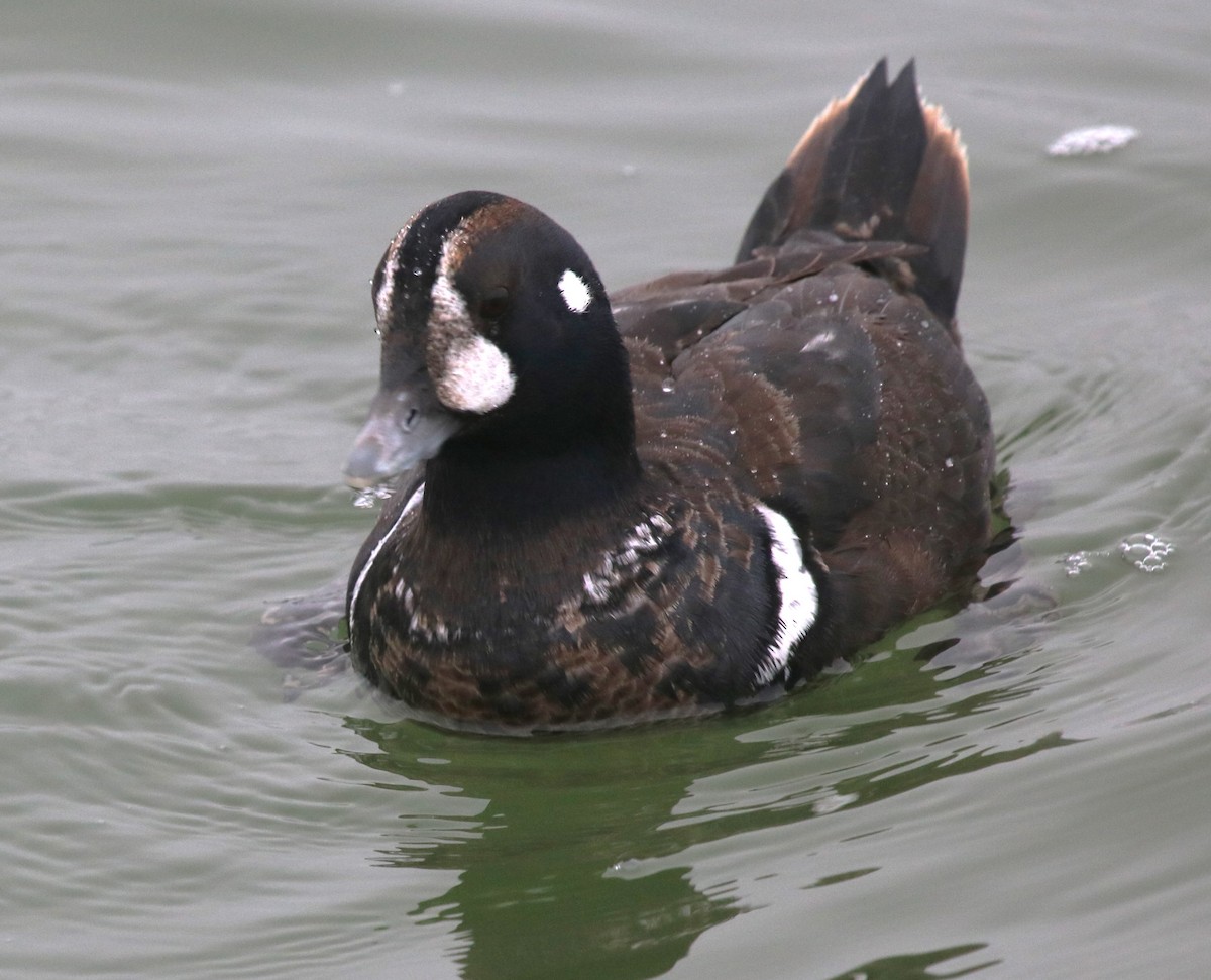 Harlequin Duck - ML647730573