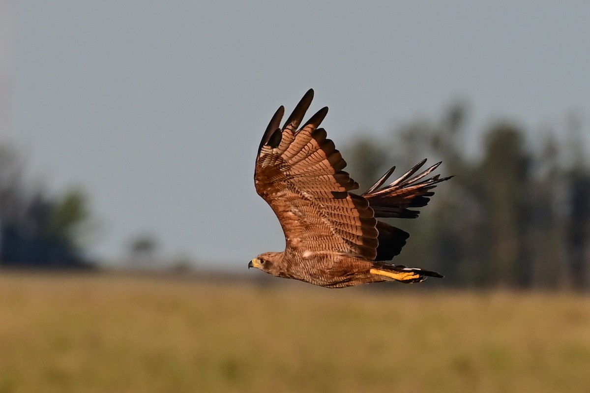 Otlak Şahini - ML647730599