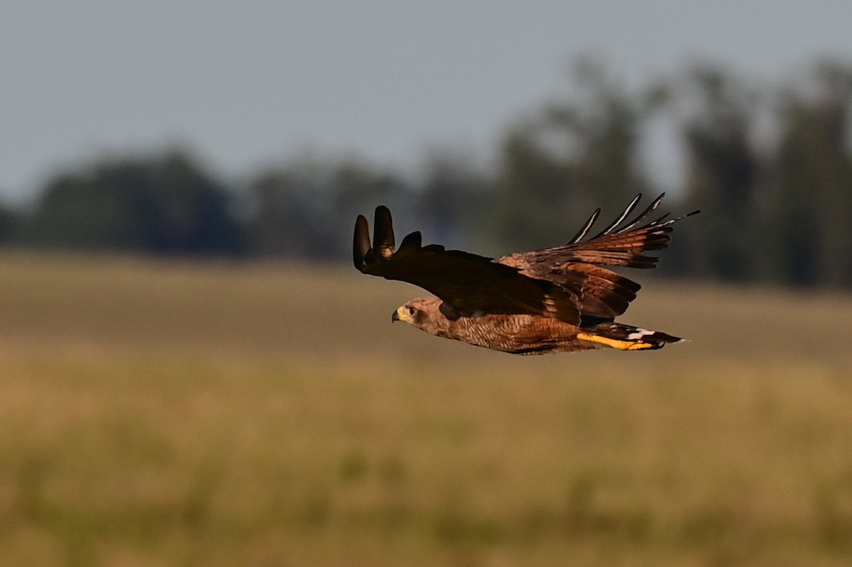 Otlak Şahini - ML647730600