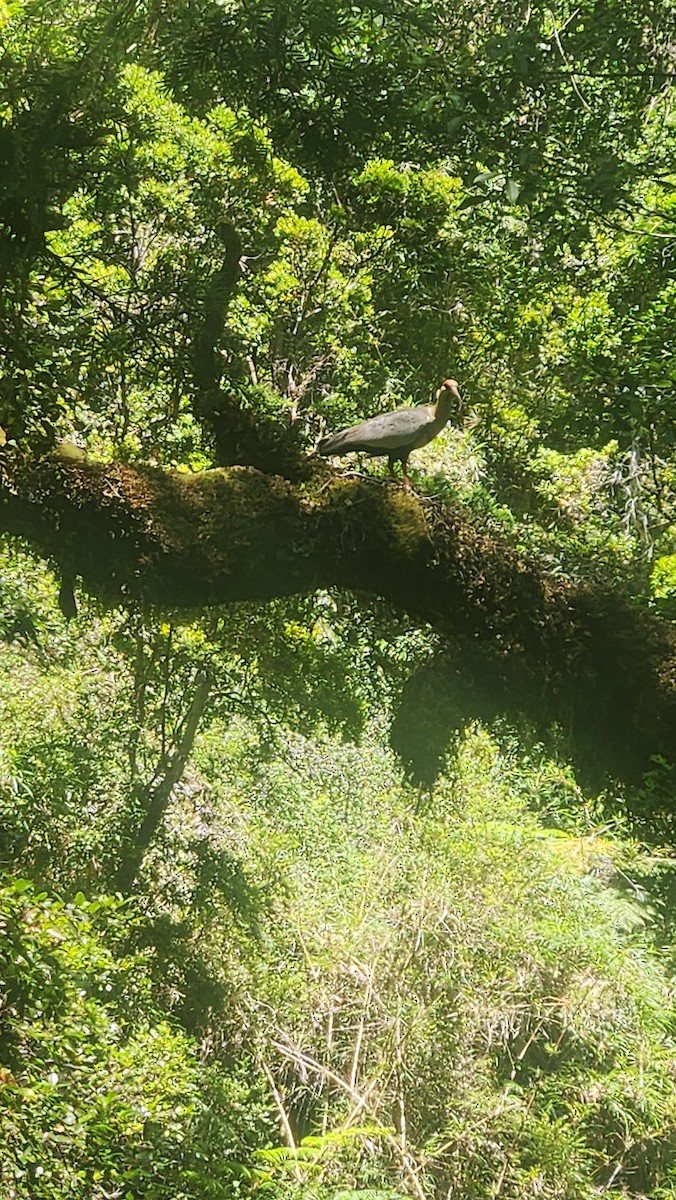 Black-faced Ibis - ML647730608