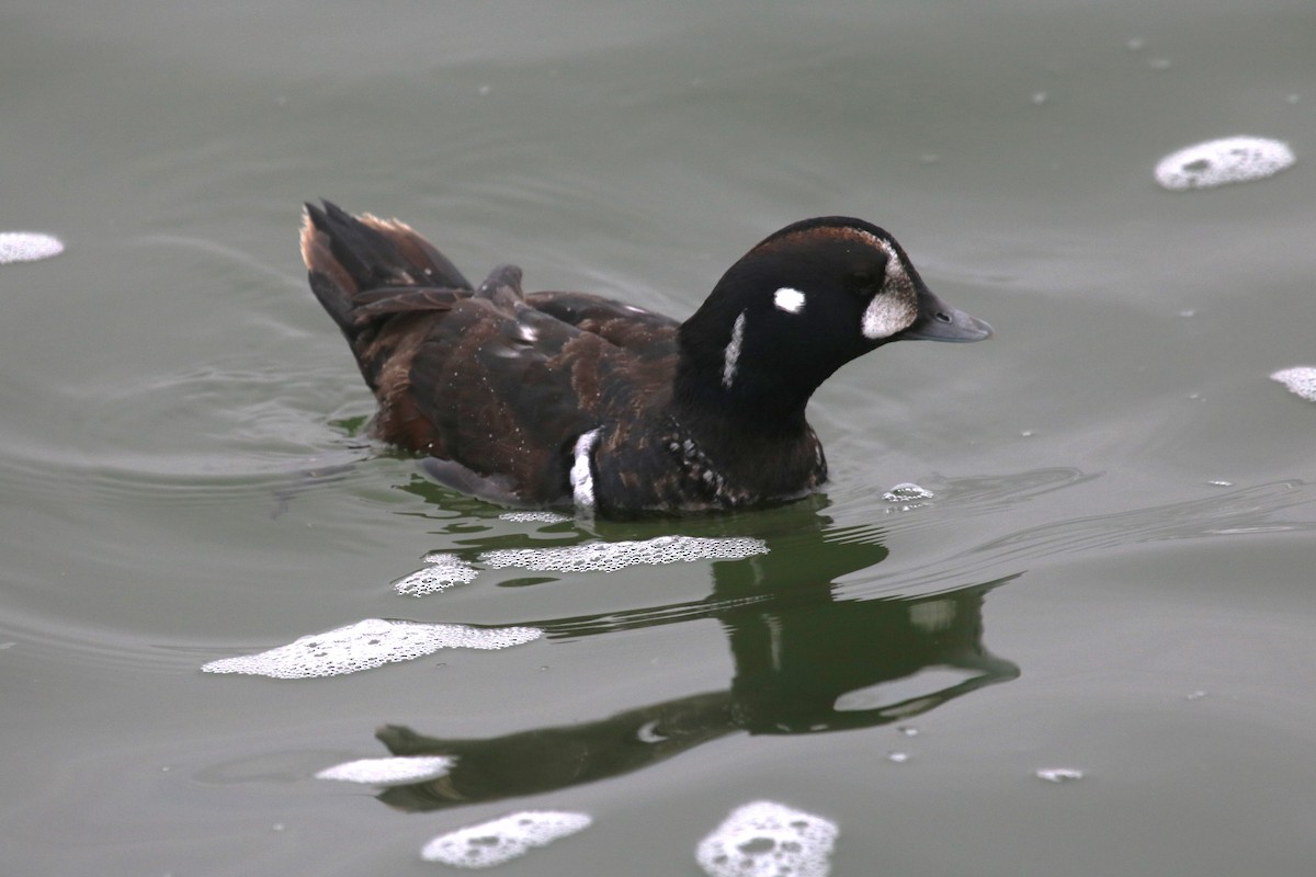 Harlequin Duck - ML647730610