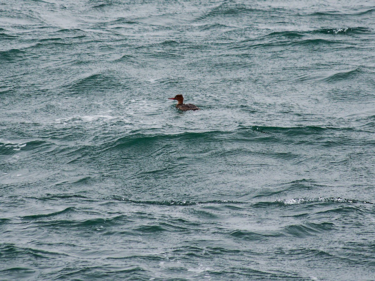 Serreta Mediana - ML647730612