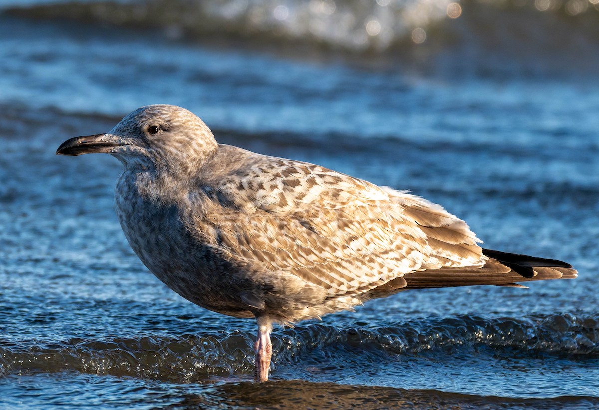 amerikagråmåke - ML647730619