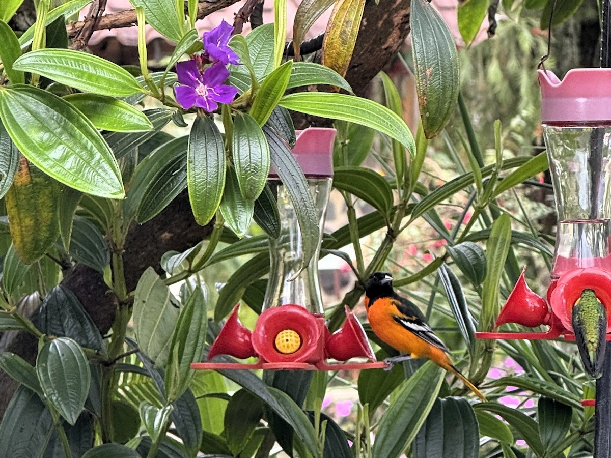 Балтиморский трупиал - ML647730635